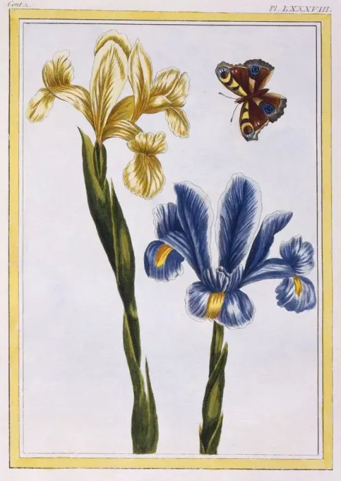Framed Print : Yellow and Violet Irises, pub. 1776. Creator: Pierre Joseph Buchoz (1731-1807) Framed Print : Yellow and Violet Irises, pub. 1776. Creator: Pierre Joseph Buchoz (1731-1807)