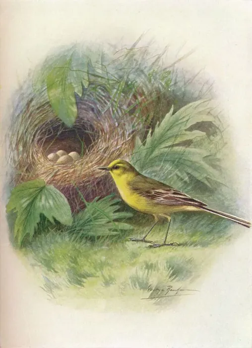 Framed Print : Yellow Wagtail - Motacil la rai i, c1910, (1910). Artist: George James Rankin Framed Print : Yellow Wagtail - Motacil la rai i, c1910, (1910). Artist: George James Rankin