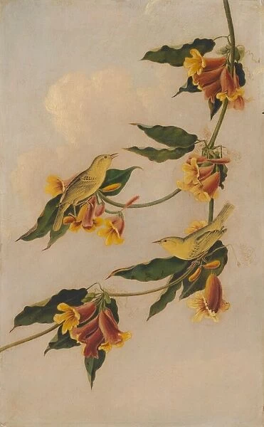 Yellow Warbler, 1830-1833. Creator: Joseph Bartholomew Kidd
