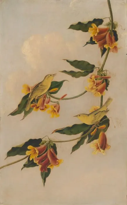 Framed Print : Yellow Warbler, 1830-1833. Creator: Joseph Bartholomew Kidd Framed Print : Yellow Warbler, 1830-1833. Creator: Joseph Bartholomew Kidd