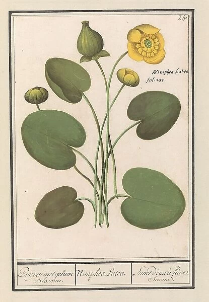 Yellow water lily (Nuphar lutea), 1596-1610. Creators: Anselmus de Boodt, Elias Verhulst
