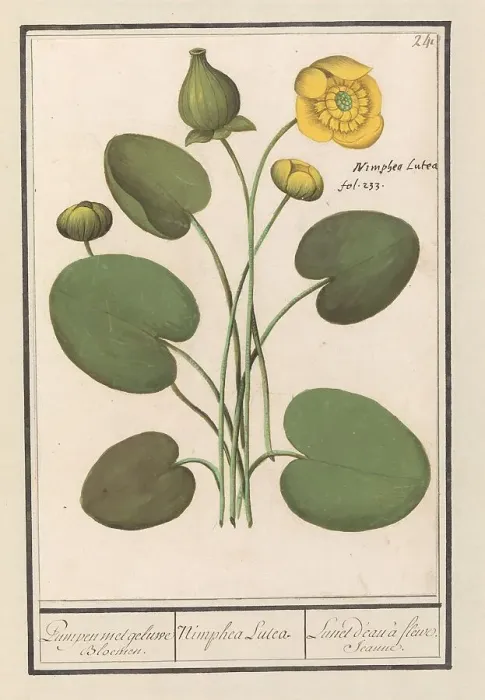 Framed Print : Yellow water lily (Nuphar lutea), 1596-1610. Creators: Anselmus de Boodt, Elias Verhulst Framed Print : Yellow water lily (Nuphar lutea), 1596-1610. Creators: Anselmus de Boodt, Elias Verhulst