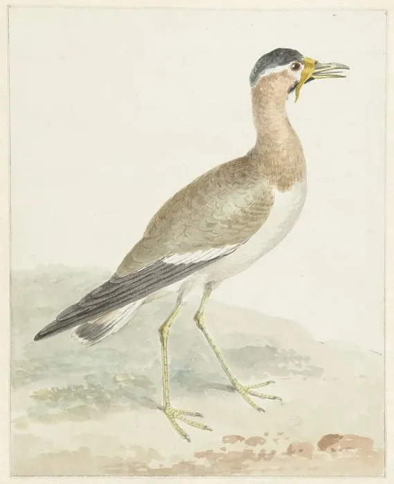Framed Print : A Yellow-wattled Lapwing, 1720-1792. Creator: Aert Schouman Framed Print : A Yellow-wattled Lapwing, 1720-1792. Creator: Aert Schouman