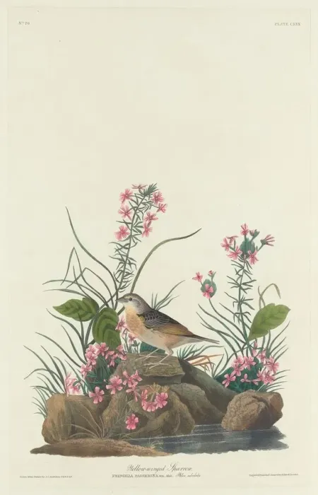 Framed Print : Yellow-winged Sparrow, 1832. Creator: Robert Havell Framed Print : Yellow-winged Sparrow, 1832. Creator: Robert Havell