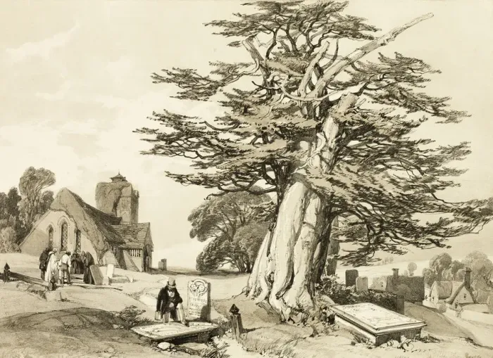 Framed Print : Yew, from The Park and the Forest, 1841. Creator: James Duffield Harding Framed Print : Yew, from The Park and the Forest, 1841. Creator: James Duffield Harding