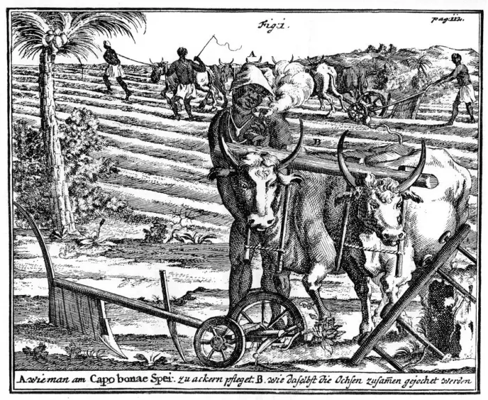 Framed Print : Yoking oxen and ploughing fields, South Africa, 18th century (1931) Framed Print : Yoking oxen and ploughing fields, South Africa, 18th century (1931)