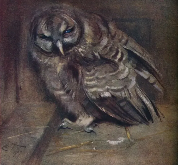 Framed Print : A Young Brown Owl, 1907. Artist: Edwin John Alexander Framed Print : A Young Brown Owl, 1907. Artist: Edwin John Alexander