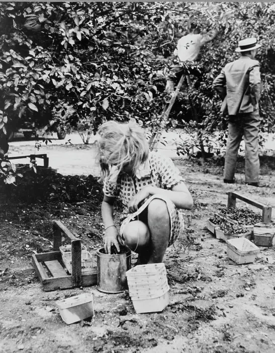 Framed Print : Young cherry picker, near Millville, New Jersey, 1936. Creator: Dorothea Lange Framed Print : Young cherry picker, near Millville, New Jersey, 1936. Creator: Dorothea Lange