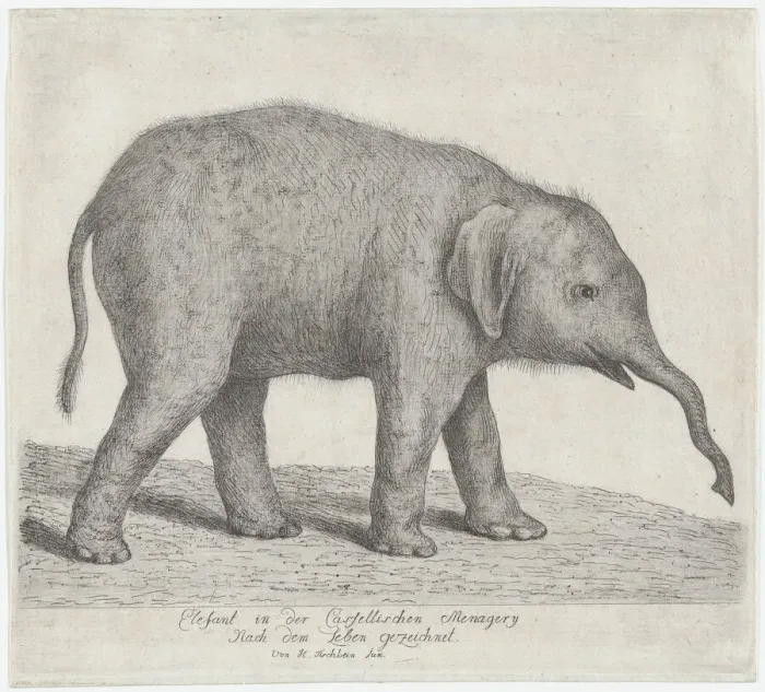 Framed Print : A Young Elephant. n. d. Creator: Johann Heinrich Wilhelm Tischbein Framed Print : A Young Elephant. n. d. Creator: Johann Heinrich Wilhelm Tischbein