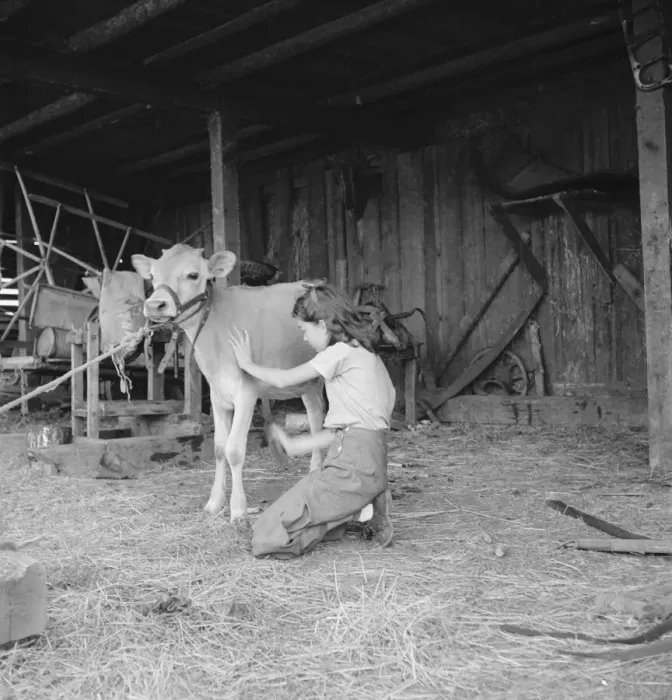 Framed Print : Young girl, daughter of small pear farmer tends her calf, near Medford, Oregon, 1939. Creator: Dorothea Lange Framed Print : Young girl, daughter of small pear farmer tends her calf, near Medford, Oregon, 1939. Creator: Dorothea Lange