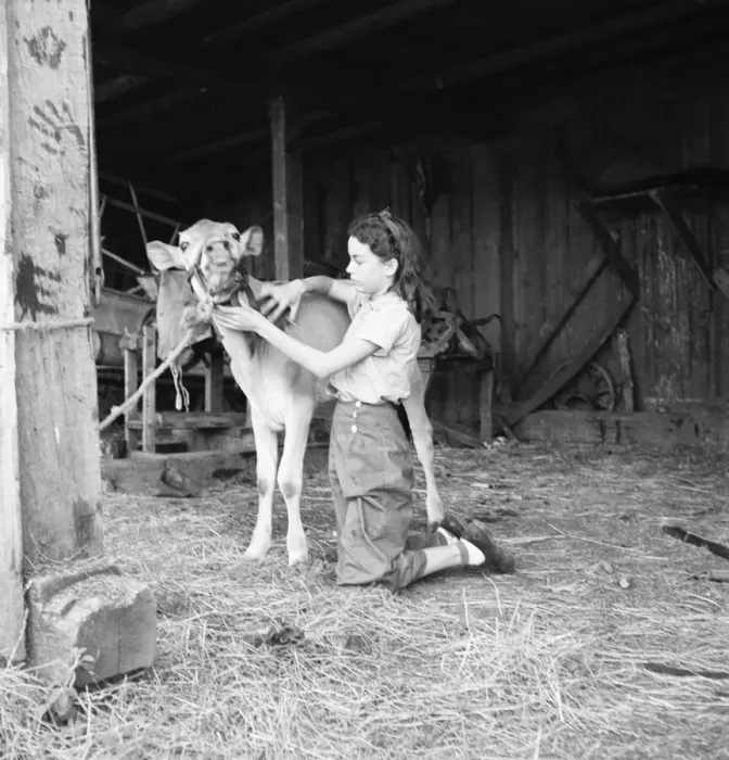 Framed Print : Young girl, daughter of small pear farmer tends her calf, near Medford, Oregon, 1939. Creator: Dorothea Lange Framed Print : Young girl, daughter of small pear farmer tends her calf, near Medford, Oregon, 1939. Creator: Dorothea Lange