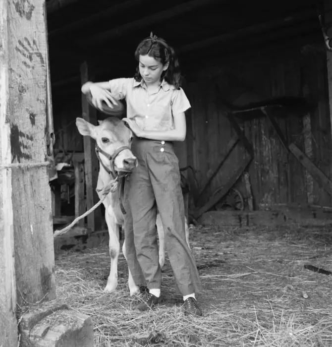 Framed Print : Young girl, daughter of small pear farmer tends her calf, near Medford, Oregon, 1939. Creator: Dorothea Lange Framed Print : Young girl, daughter of small pear farmer tends her calf, near Medford, Oregon, 1939. Creator: Dorothea Lange