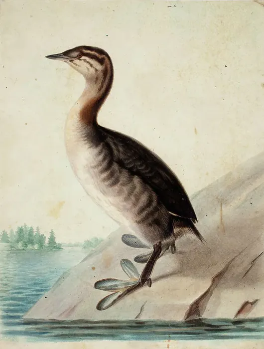 Framed Print : Young Horned Grebe, 1833. Creator: Wilhelm von Wright Framed Print : Young Horned Grebe, 1833. Creator: Wilhelm von Wright
