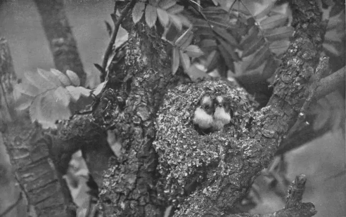 Framed Print : Young Long-Tailed Tits, Looking Out of Nest, c1882, (1912). Artist: Charles Reid Framed Print : Young Long-Tailed Tits, Looking Out of Nest, c1882, (1912). Artist: Charles Reid