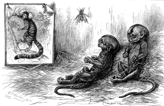 Framed Print : Young marmozets born in London, 1883. Creator: Unknown Framed Print : Young marmozets born in London, 1883. Creator: Unknown