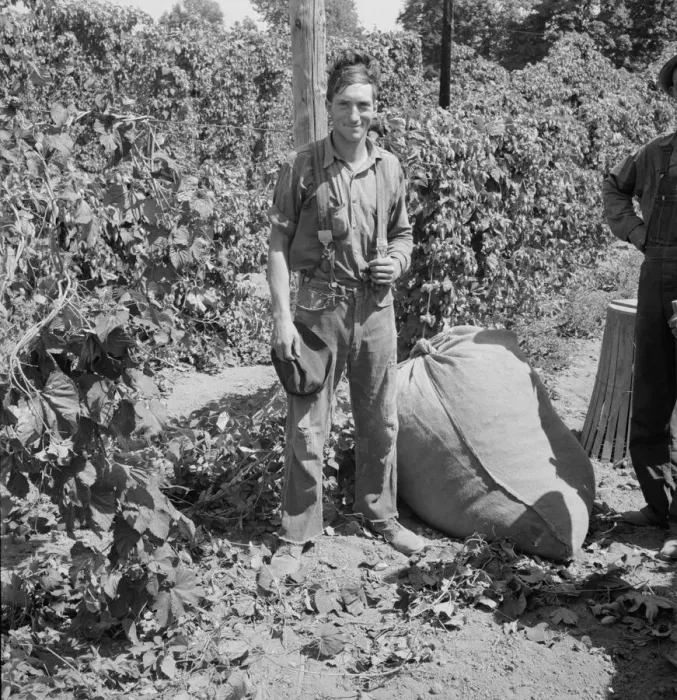 Framed Print : Young migrant worker brings his hops to weigh scales, near Independence, Polk County, Oregon, 1939. Creator: Dorothea Lange