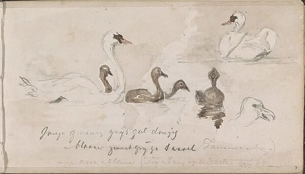 Young and older swans, 1864. Creator: Johannes Tavenraat