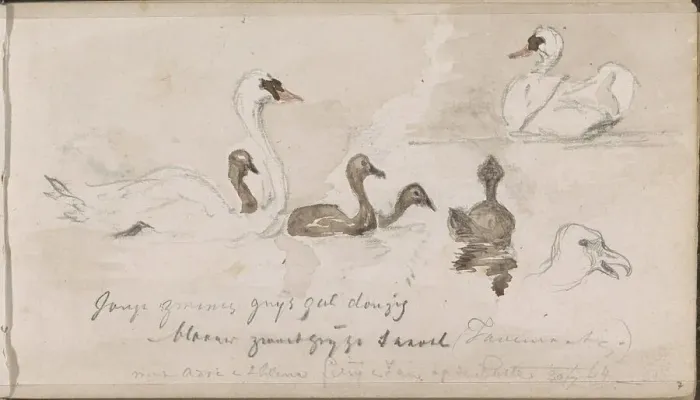 Framed Print : Young and older swans, 1864. Creator: Johannes Tavenraat