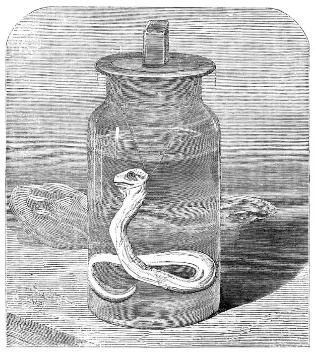 Framed Print : Young python in the Zoological Society's Gardens, 1862. Creator: Unknown Framed Print : Young python in the Zoological Society's Gardens, 1862. Creator: Unknown