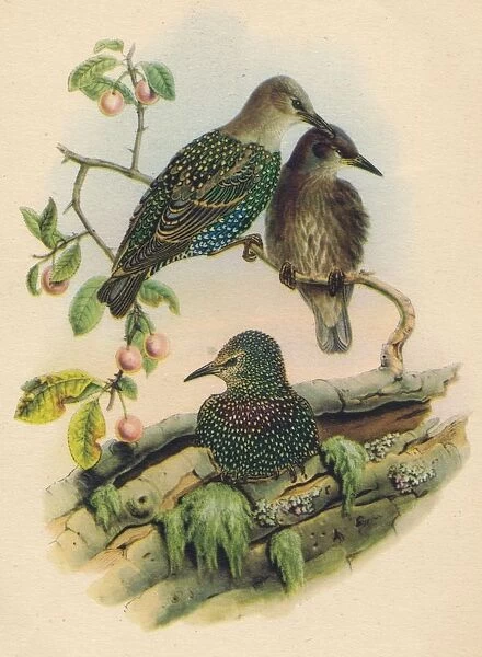 Young Starling, c19th century