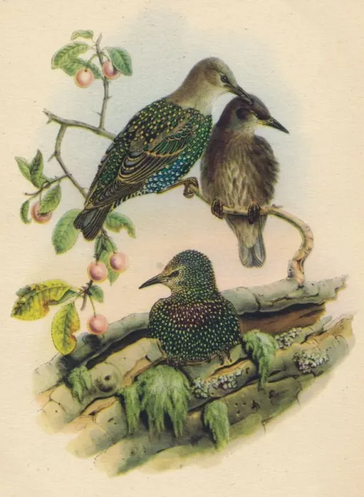 Framed Print : Young Starling, c19th century Framed Print : Young Starling, c19th century