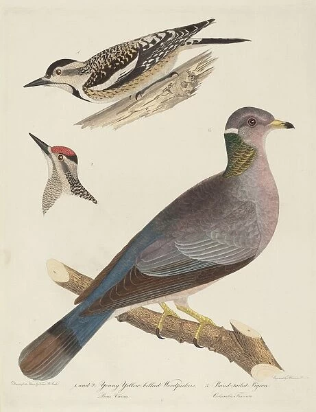 Young Yellow-bellied Woodpeckers and Band-tailed Pigeon. Creator: Alexander Lawson