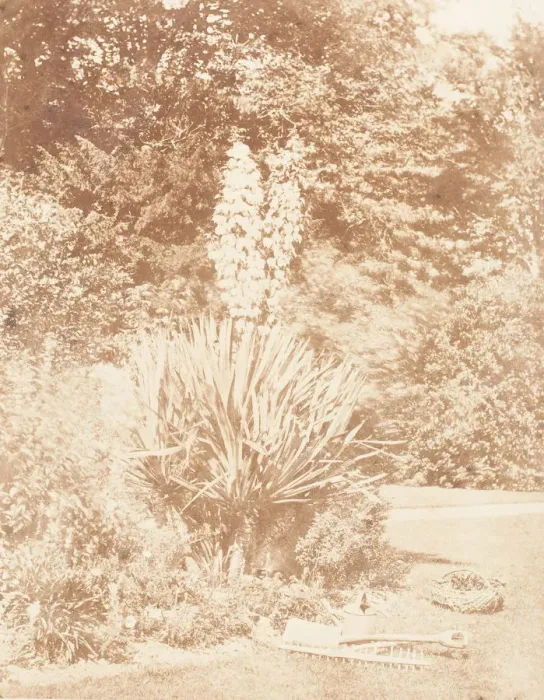 Framed Print : Yucca Gloriosa, 1853-56. Creator: John Dillwyn Llewelyn Framed Print : Yucca Gloriosa, 1853-56. Creator: John Dillwyn Llewelyn