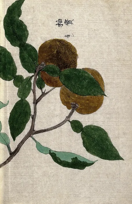 Framed Print : Yuzu orange plant (Citrus species): branch with two fruit Creator: Unknown Framed Print : Yuzu orange plant (Citrus species): branch with two fruit Creator: Unknown