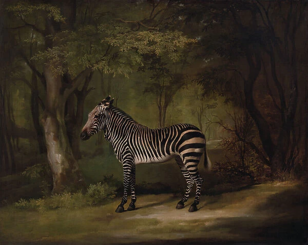 Zebra, exhibited 1763. Creator: George Stubbs