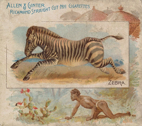 Zebra, from Quadrupeds series (N41) for Allen & Ginter Cigarettes, 1890