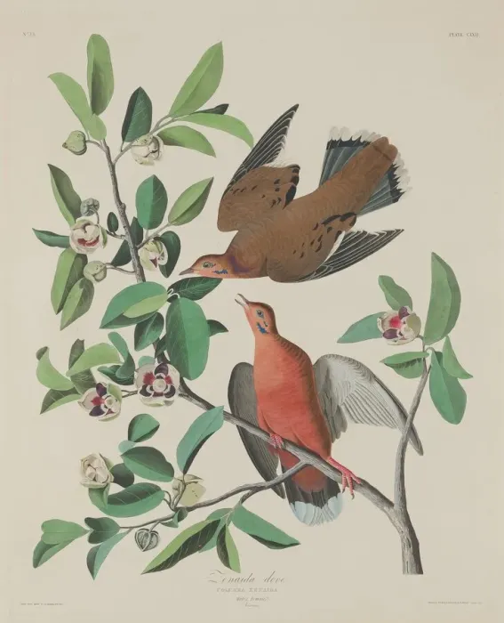 Framed Print : Zenaida Dove, 1833. Creator: Robert Havell
