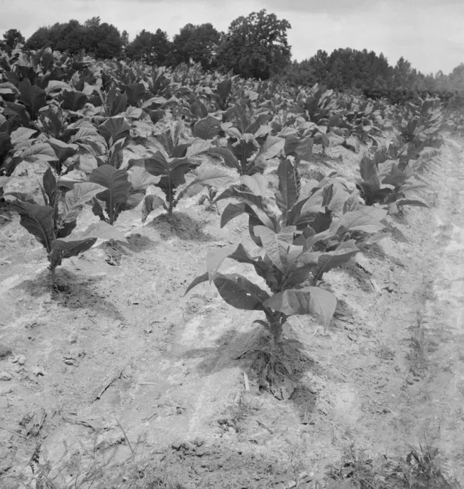 Framed Print : Part of Zollie Lyons tobacco, nearly ready for priming, Wake County, North Carolina, 1939. Creator: Dorothea Lange Framed Print : Part of Zollie Lyons tobacco, nearly ready for priming, Wake County, North Carolina, 1939. Creator: Dorothea Lange