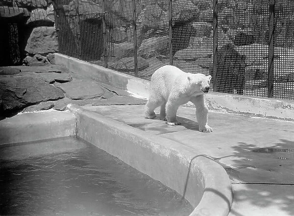 Zoo, Washington, D.C.: Bears, 1916. Creator: Harris & Ewing. Zoo, Washington, D.C.: Bears, 1916. Creator: Harris & Ewing