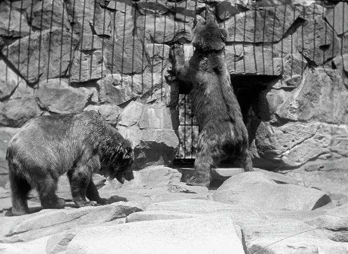 Framed Print : Zoo, Washington, D.C.: Bears, 1916. Creator: Harris & Ewing. Zoo, Washington, D.C.: Bears, 1916. Creator: Harris & Ewing Framed Print : Zoo, Washington, D.C.: Bears, 1916. Creator: Harris & Ewing. Zoo, Washington, D.C.: Bears, 1916. Creator: Harris & Ewing