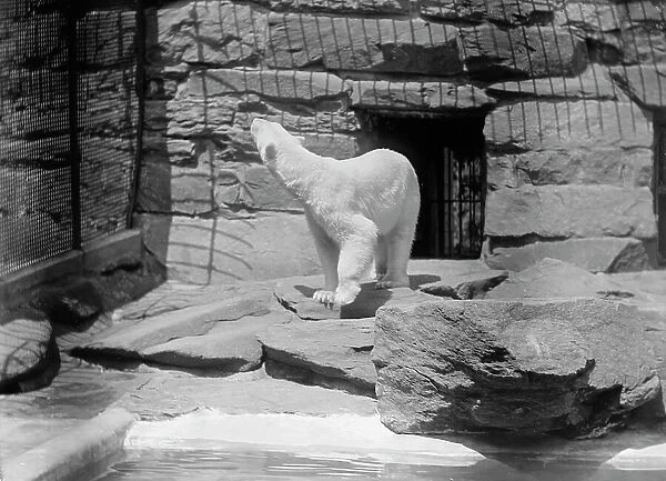 Zoo, Washington, D.C.: Bears, 1916. Creator: Harris & Ewing. Zoo, Washington, D.C.: Bears, 1916. Creator: Harris & Ewing