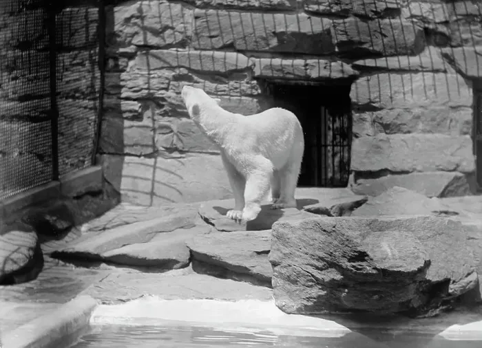 Framed Print : Zoo, Washington, D.C.: Bears, 1916. Creator: Harris & Ewing. Zoo, Washington, D.C.: Bears, 1916. Creator: Harris & Ewing Framed Print : Zoo, Washington, D.C.: Bears, 1916. Creator: Harris & Ewing. Zoo, Washington, D.C.: Bears, 1916. Creator: Harris & Ewing