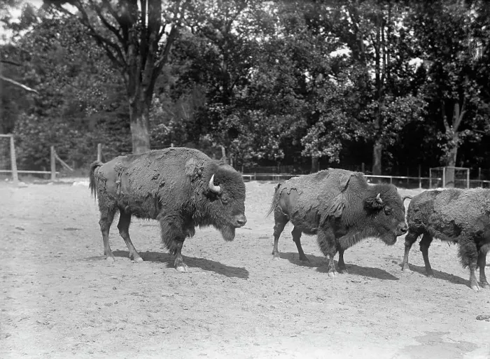 Framed Print : Zoo, Washington, D.C.: Bison, 1916. Creator: Harris & Ewing. Zoo, Washington, D.C.: Bison, 1916. Creator: Harris & Ewing Framed Print : Zoo, Washington, D.C.: Bison, 1916. Creator: Harris & Ewing. Zoo, Washington, D.C.: Bison, 1916. Creator: Harris & Ewing