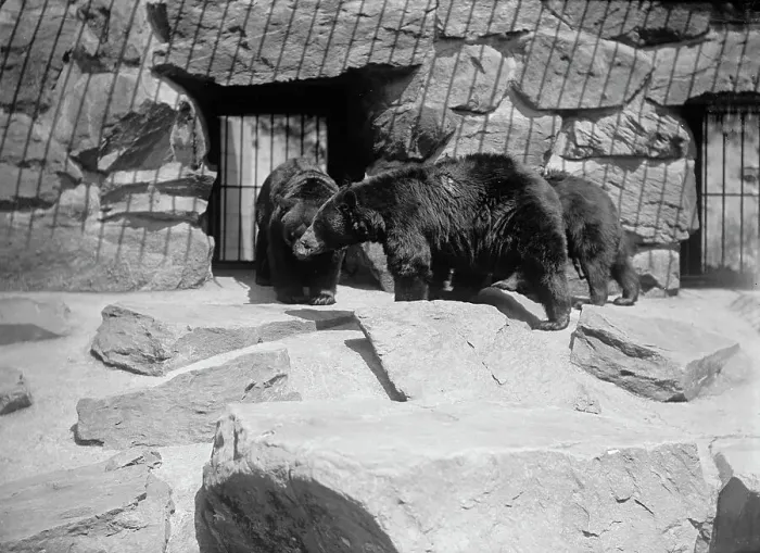Framed Print : Zoo, Washington, D.C.: Black Bear, 1916. Creator: Harris & Ewing. Zoo, Washington, D.C.: Black Bear, 1916. Creator: Harris & Ewing Framed Print : Zoo, Washington, D.C.: Black Bear, 1916. Creator: Harris & Ewing. Zoo, Washington, D.C.: Black Bear, 1916. Creator: Harris & Ewing
