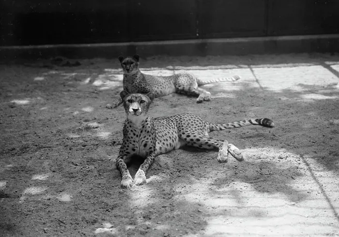 Framed Print : Zoo, Washington, D.C.: Cheetah, 1916. Creator: Harris & Ewing. Zoo, Washington, D.C.: Cheetah, 1916. Creator: Harris & Ewing Framed Print : Zoo, Washington, D.C.: Cheetah, 1916. Creator: Harris & Ewing. Zoo, Washington, D.C.: Cheetah, 1916. Creator: Harris & Ewing