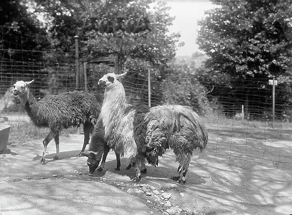Zoo, Washington, D.C.: Llama, 1916. Creator: Harris & Ewing. Zoo, Washington, D.C.: Llama, 1916. Creator: Harris & Ewing
