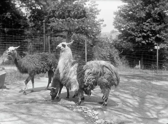 Framed Print : Zoo, Washington, D.C.: Llama, 1916. Creator: Harris & Ewing. Zoo, Washington, D.C.: Llama, 1916. Creator: Harris & Ewing Framed Print : Zoo, Washington, D.C.: Llama, 1916. Creator: Harris & Ewing. Zoo, Washington, D.C.: Llama, 1916. Creator: Harris & Ewing