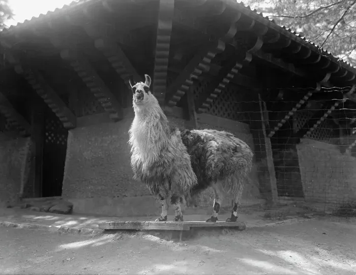 Framed Print : Zoo, Washington, D.C.: Llama, 1916. Creator: Harris & Ewing. Zoo, Washington, D.C.: Llama, 1916. Creator: Harris & Ewing Framed Print : Zoo, Washington, D.C.: Llama, 1916. Creator: Harris & Ewing. Zoo, Washington, D.C.: Llama, 1916. Creator: Harris & Ewing