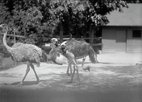 Zoo, Washington, D.C.: Ostriches, 1916. Creator: Harris & Ewing. Zoo, Washington, D.C.: Ostriches, 1916. Creator: Harris & Ewing
