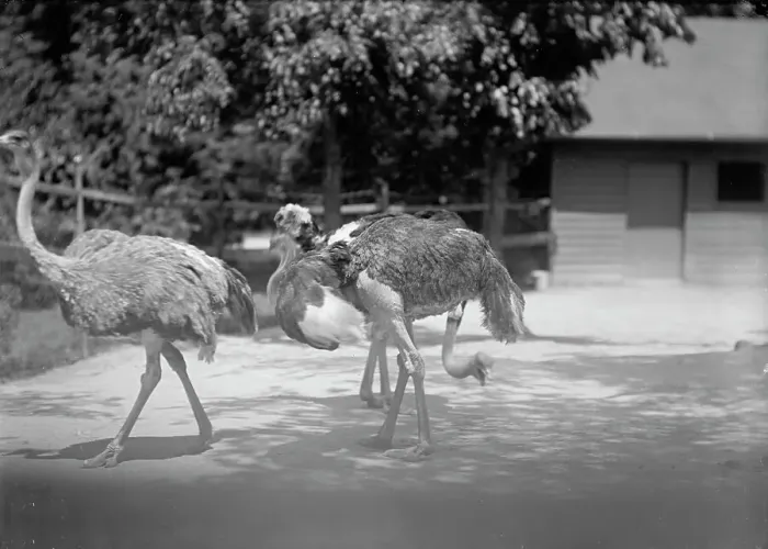 Framed Print : Zoo, Washington, D.C.: Ostriches, 1916. Creator: Harris & Ewing. Zoo, Washington, D.C.: Ostriches, 1916. Creator: Harris & Ewing Framed Print : Zoo, Washington, D.C.: Ostriches, 1916. Creator: Harris & Ewing. Zoo, Washington, D.C.: Ostriches, 1916. Creator: Harris & Ewing