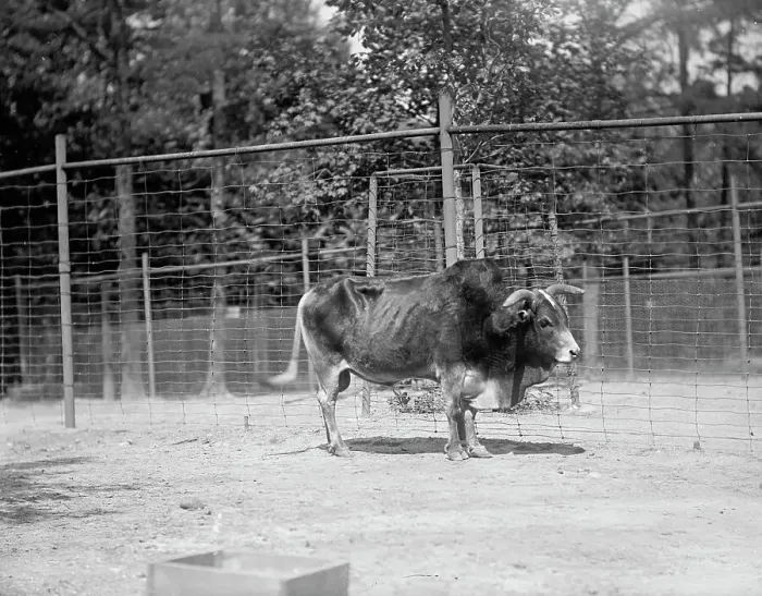 Framed Print : Zoo, Washington, D.C.: Yak, 1916. Creator: Harris & Ewing. Zoo, Washington, D.C.: Yak, 1916. Creator: Harris & Ewing Framed Print : Zoo, Washington, D.C.: Yak, 1916. Creator: Harris & Ewing. Zoo, Washington, D.C.: Yak, 1916. Creator: Harris & Ewing