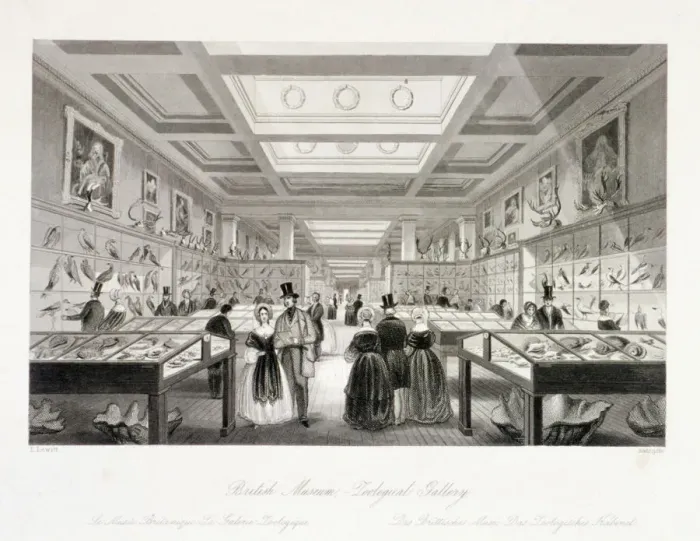 Framed Print : The Zoological Gallery, British Museum, Holborn, London, c1850. Artist: William Radclyffe Framed Print : The Zoological Gallery, British Museum, Holborn, London, c1850. Artist: William Radclyffe