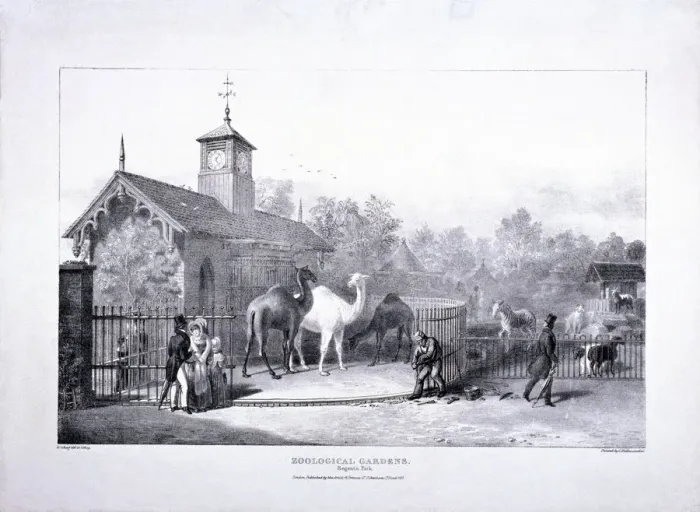 Framed Print : Zoological Gardens, Regents Park, Marylebone, London, 1835. Artist: George Scharf Framed Print : Zoological Gardens, Regents Park, Marylebone, London, 1835. Artist: George Scharf