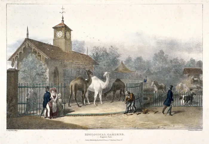 Framed Print : Zoological Gardens, Regents Park, London, 1835. Artist: Charles Joseph Hullmandel Framed Print : Zoological Gardens, Regents Park, London, 1835. Artist: Charles Joseph Hullmandel