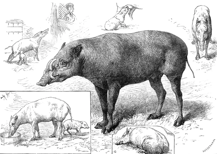 Framed Print : The Zoological Society's Gardens: the Babiroussa family, 1883. Creator: John Greenaway. The Zoological Society's Gardens: the Babiroussa family, 1883. Creator: John Greenaway Framed Print : The Zoological Society's Gardens: the Babiroussa family, 1883. Creator: John Greenaway. The Zoological Society's Gardens: the Babiroussa family, 1883. Creator: John Greenaway