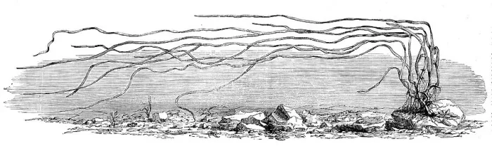 Framed Print : The Zostera marina, or grass-wrack, Mr. Harben's proposed substitute for cotton, 1862. Creator: Unknown Framed Print : The Zostera marina, or grass-wrack, Mr. Harben's proposed substitute for cotton, 1862. Creator: Unknown